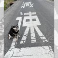 文字通り「減速」黒…