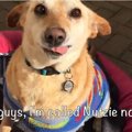 飼い主が安楽死を求…