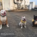 犬のポジティブな感…