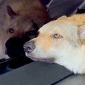 テレビに顔をくっつ…