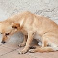 犬に起こる自己免疫…