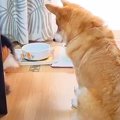 犬がご飯を食べ終わ…