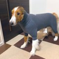 お散歩の時に着るお…
