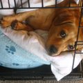 犬に話しかけてはい…