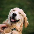 なぜ犬は飼い主と一…
