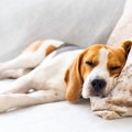 犬が『疲れたなあ』…