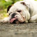 犬が『ストレスが限…