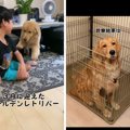 愛犬の食欲不振に脱…