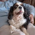 犬が『体をホリホリ…