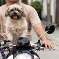犬とのツーリング！…