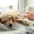 犬にとって『リラッ…