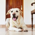 犬が飼い主の帰宅時…