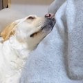 ママにベッタリな大…