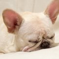夏場に犬が「良質の…