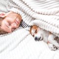 犬は飼い主の安眠の…