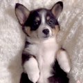 クッションに乗る生…