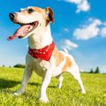 愛犬の肉球ケア、あ…