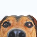 犬が失明してしまう…