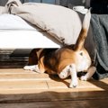 苦しくないの？犬が…
