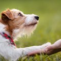 犬は『飼い主の顔を…