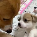 赤ちゃんワンコにご…