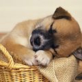 動物専門学校で動物…