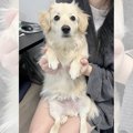 子犬に小さなツノが…