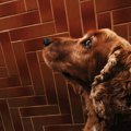 犬のワクチン、各種…