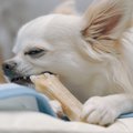 犬に『歯磨きガム』…