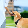 『大型犬』を家族に…