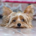 犬が『ふて寝』する…
