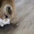 犬の『肛門腺絞り』…