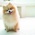 ポメラニアンの猿期…