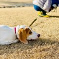 犬が『運動不足にな…
