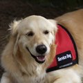 犬の熱中症対策グッ…