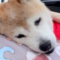 自力で歩けなくなっ…