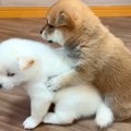 赤ちゃん犬たちを『…