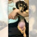 ミニュチュアダック…