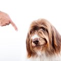 犬が信用しなくなる…