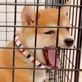 ケージから出してほ…
