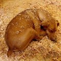 愛犬との別れ。ペッ…