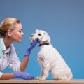 犬の口唇炎の症状や…