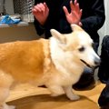 犬が『24時間ぶりに…