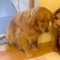 犬がド派手にイタズ…