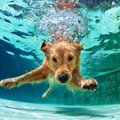 犬ってみんな泳ぎが…