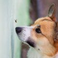 犬が虫を食べると何…