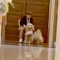結婚式で大型犬が『…