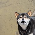 犬によく『吠えられ…