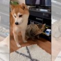 柴犬と猫のラブロマ…