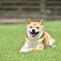 犬の『機嫌がいい』…